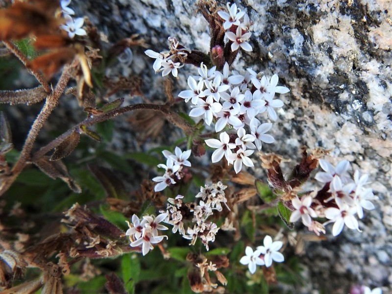 Stevia chamaedrys photo 5