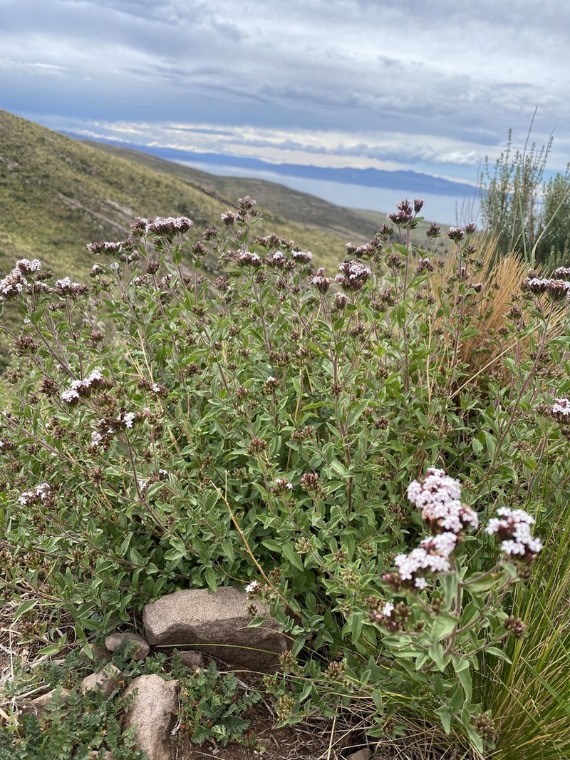Stevia chamaedrys photo 6