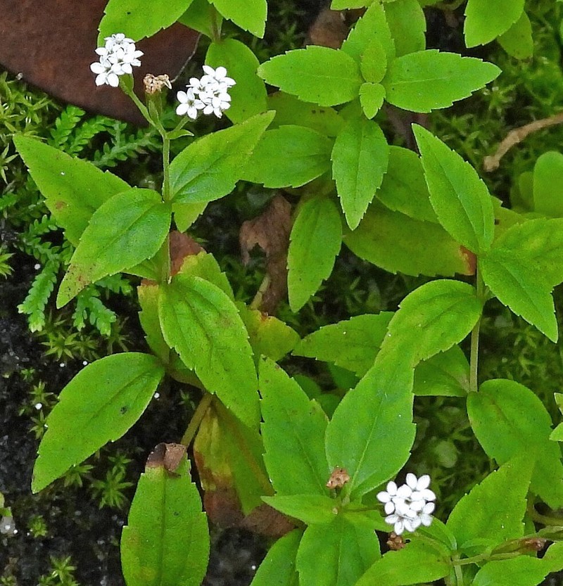 Stevia chamaedrys photo 7