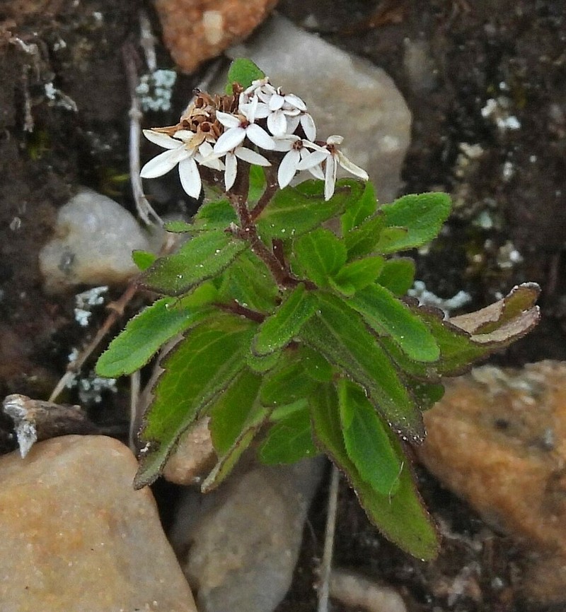 Stevia chamaedrys photo 8