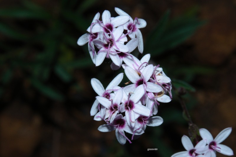 Stevia cinerascens