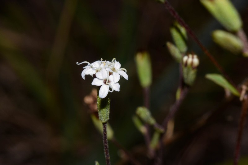 Stevia cinerascens photo 3