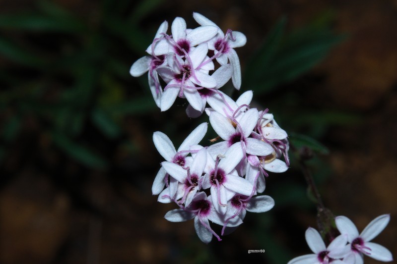 Stevia cinerascens photo 4