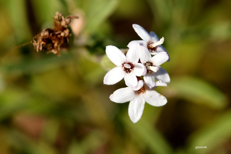 Stevia cinerascens photo 6