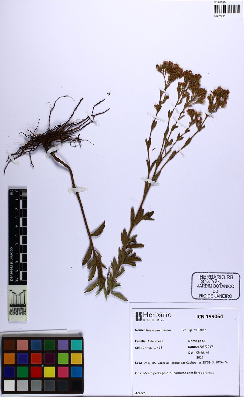 Stevia cinerascens photo 7