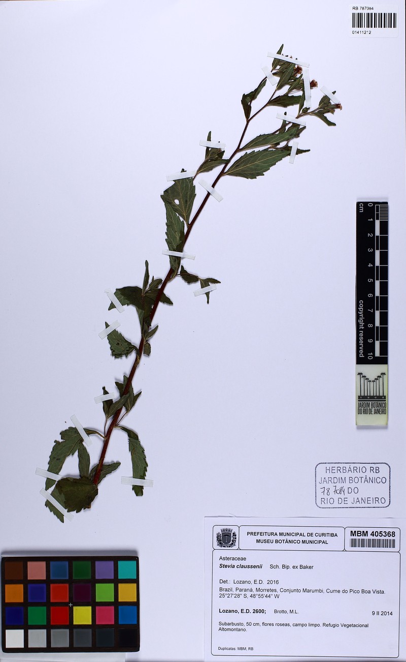 Stevia claussenii