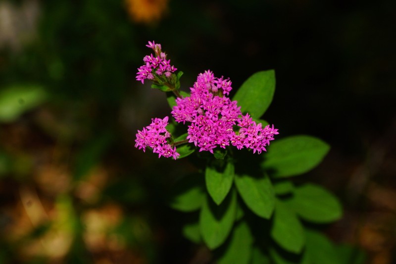 Stevia coahuilensis