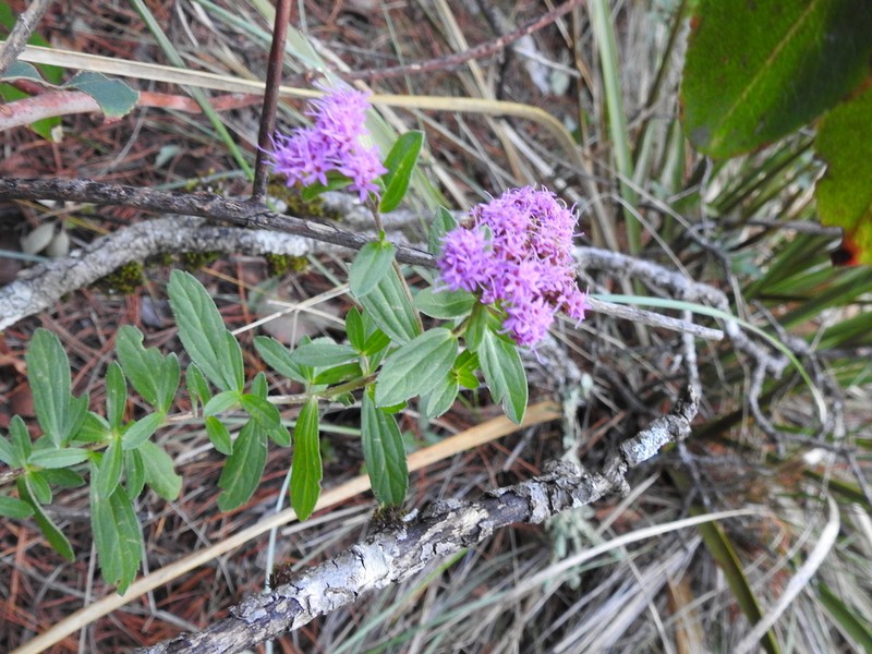 Stevia coahuilensis photo 2