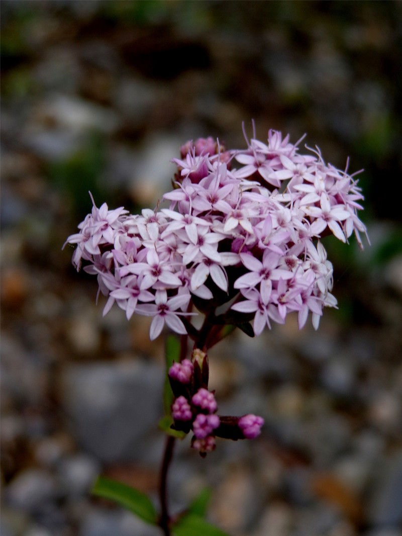 Stevia coahuilensis photo 3