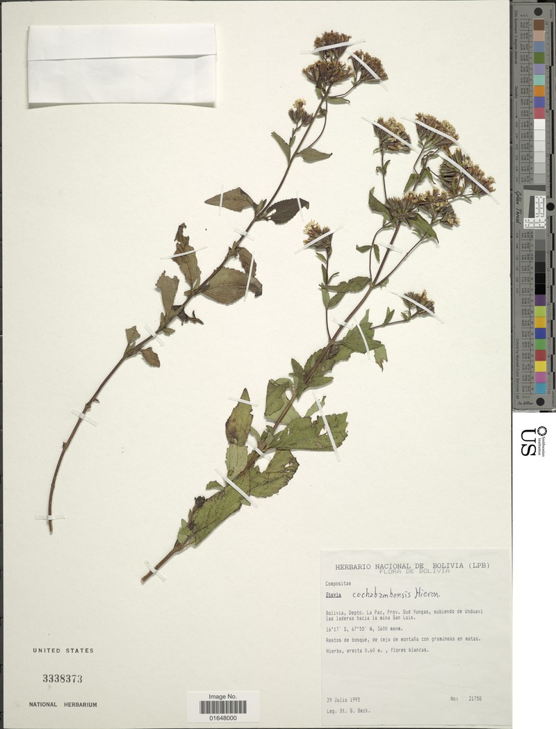 Stevia cochabambensis