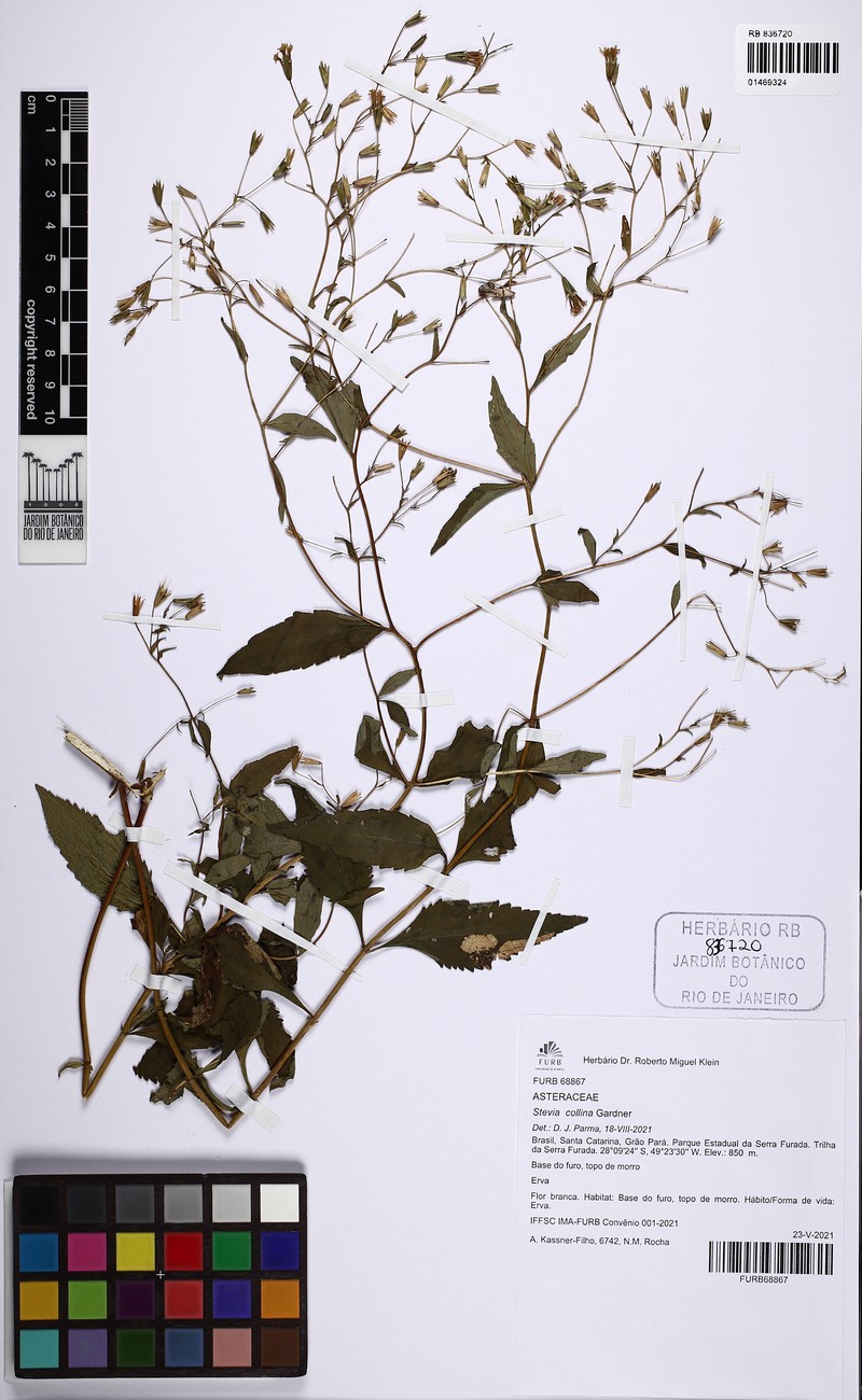 Stevia collina