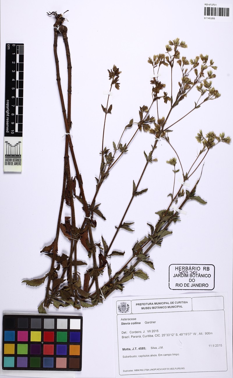 Stevia collina photo 2