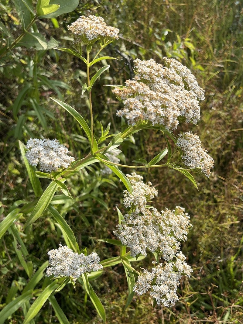 Stevia connata