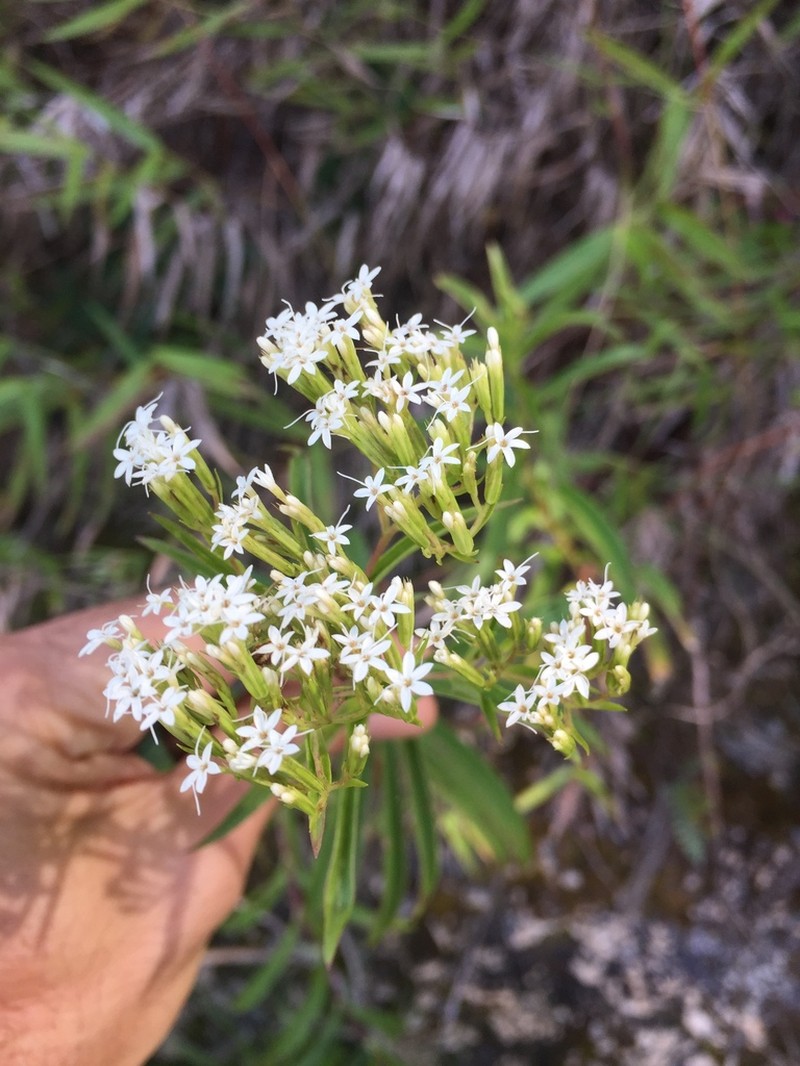 Stevia connata photo 2
