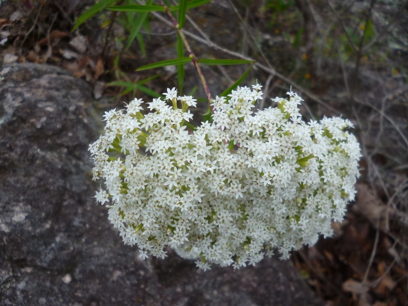 Stevia connata photo 4