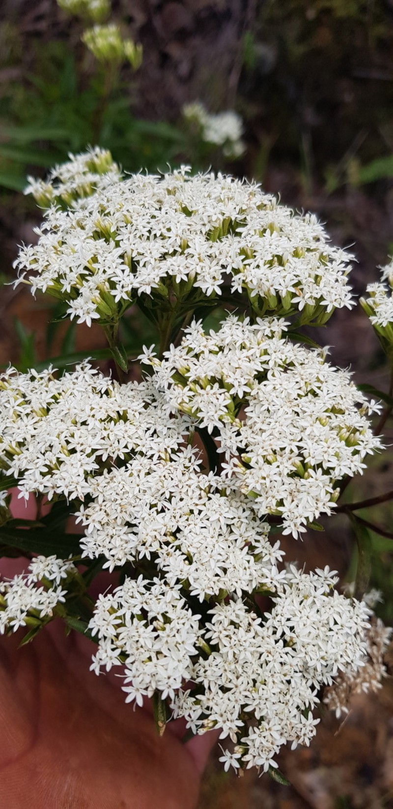 Stevia connata photo 5