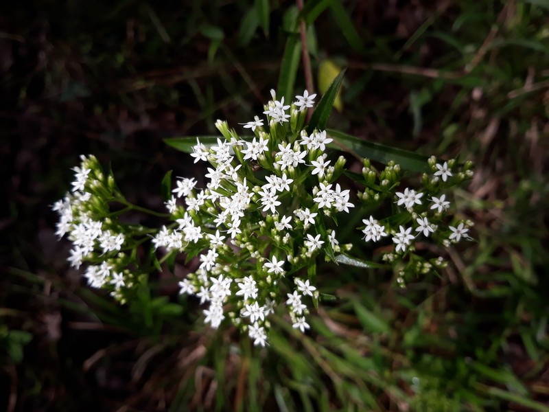 Stevia connata photo 6