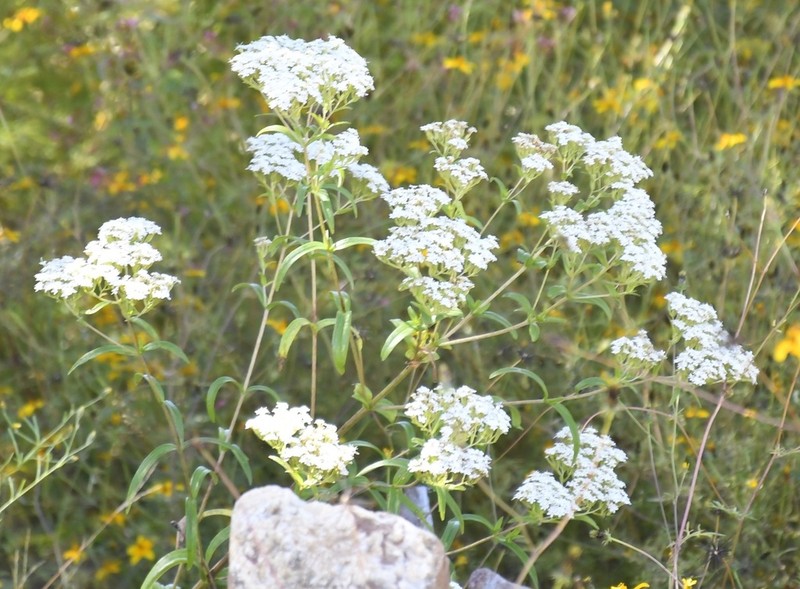 Stevia connata photo 7