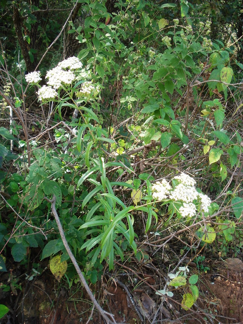 Stevia connata photo 8