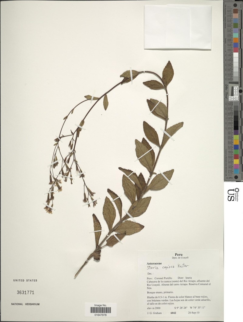 Stevia copiosa