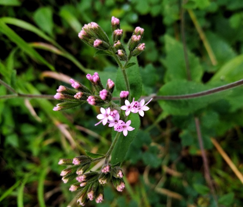 Stevia cordifolia