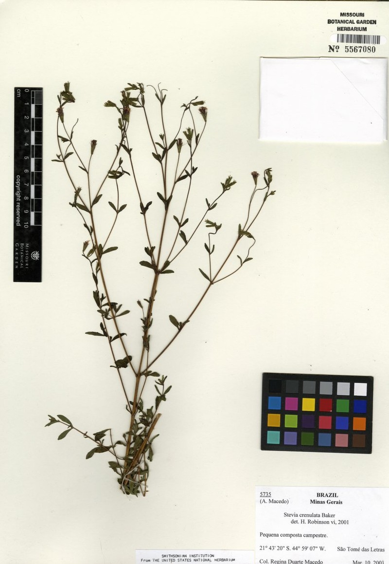 Stevia crenata
