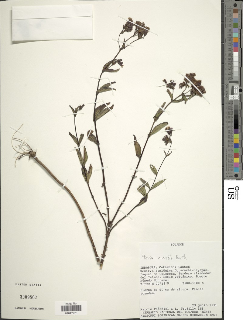 Stevia crenata photo 2