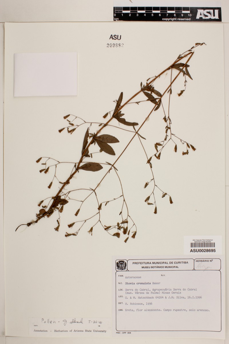 Stevia crenulata