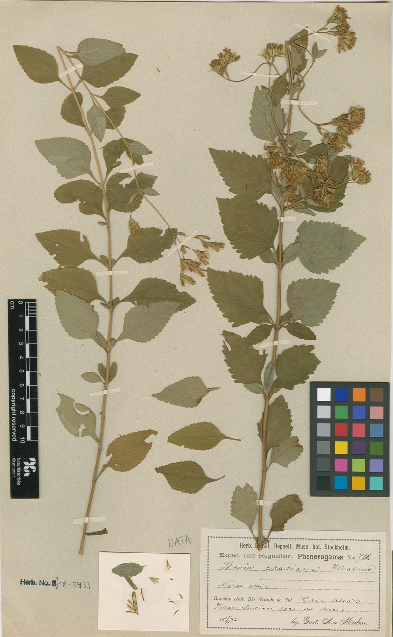 Stevia cruziana
