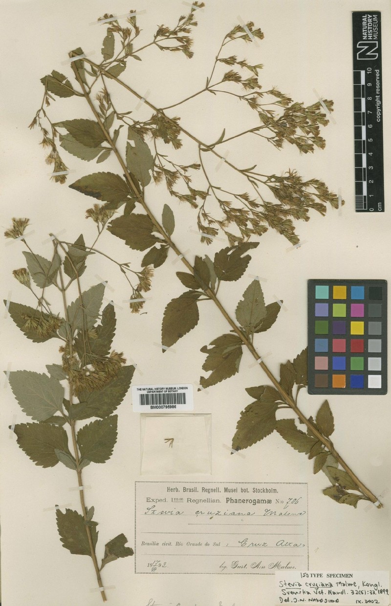 Stevia cruziana photo 2