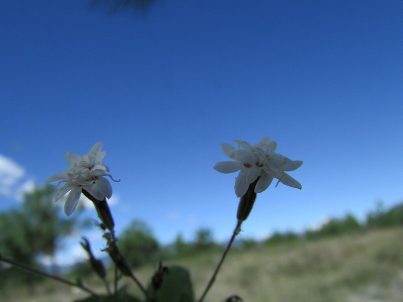 Stevia cruzii
