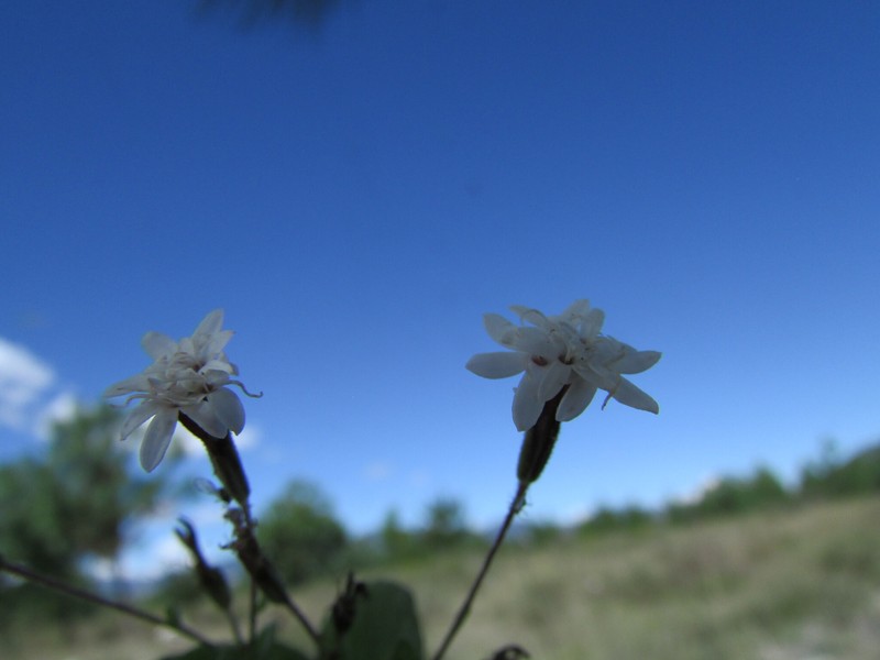 Stevia cruzii photo 2