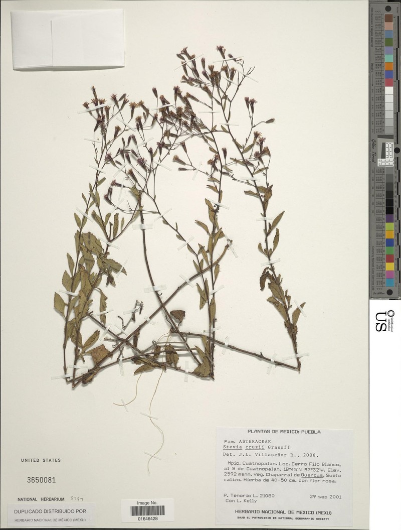 Stevia cruzii photo 3