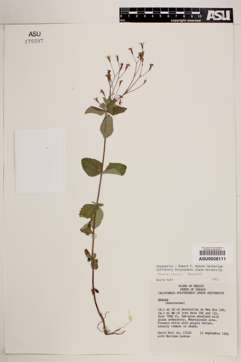 Stevia cruzii photo 4