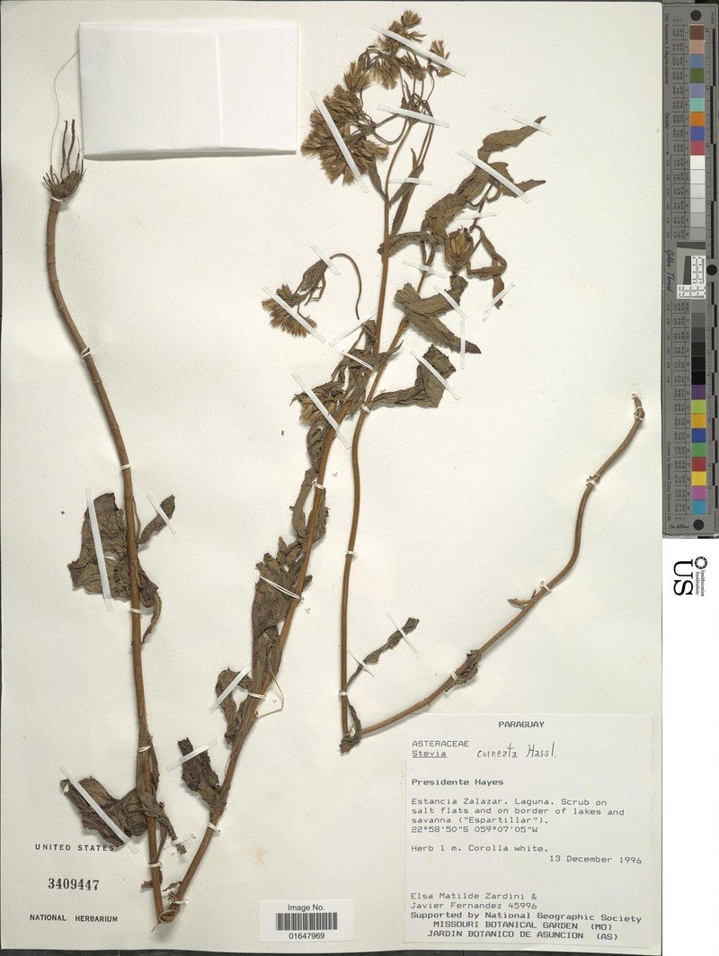Stevia cuneata