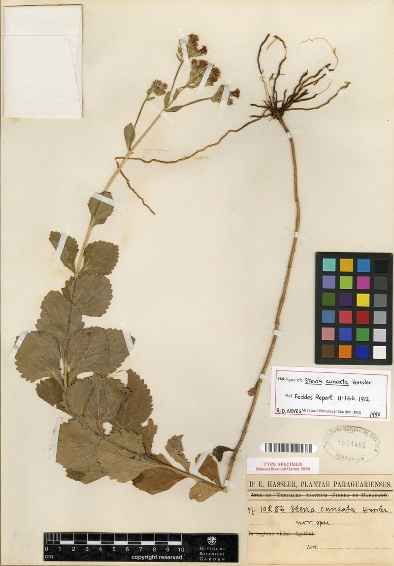 Stevia cuneata photo 2
