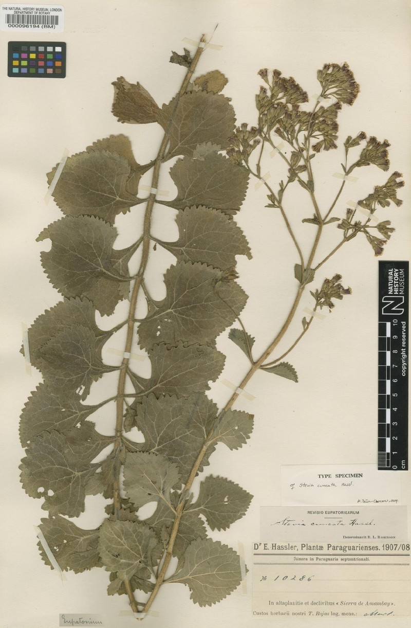 Stevia cuneata photo 3