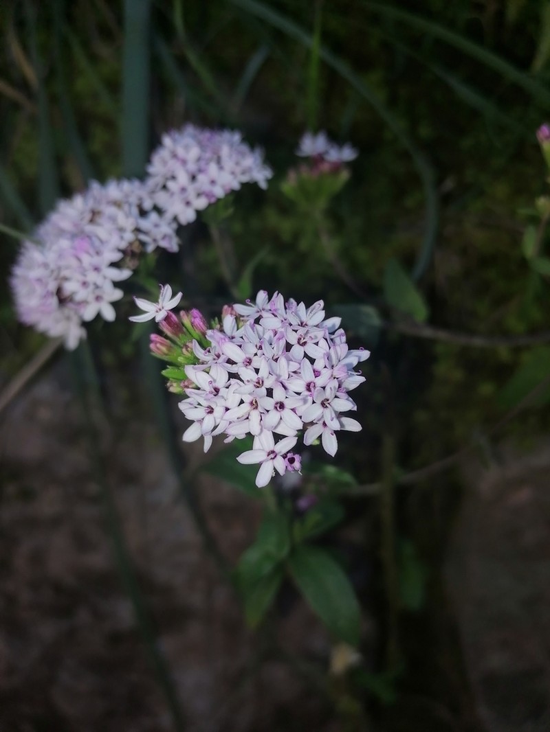 Stevia cuzcoensis