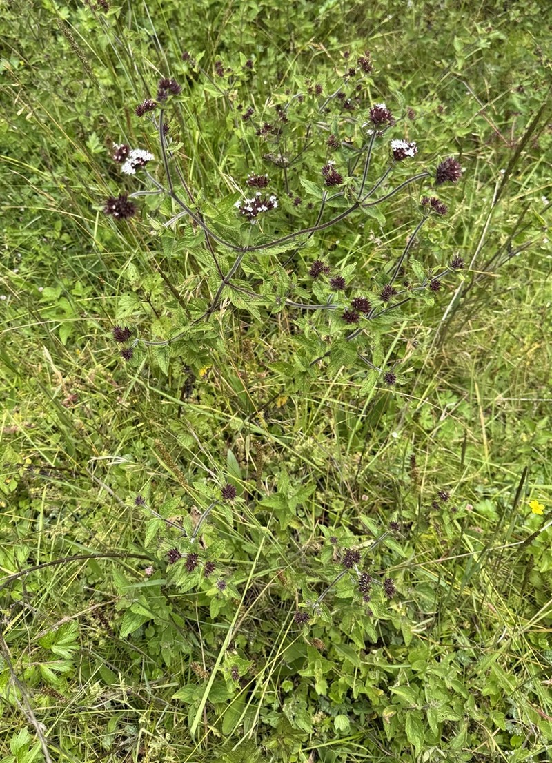 Stevia cuzcoensis photo 2