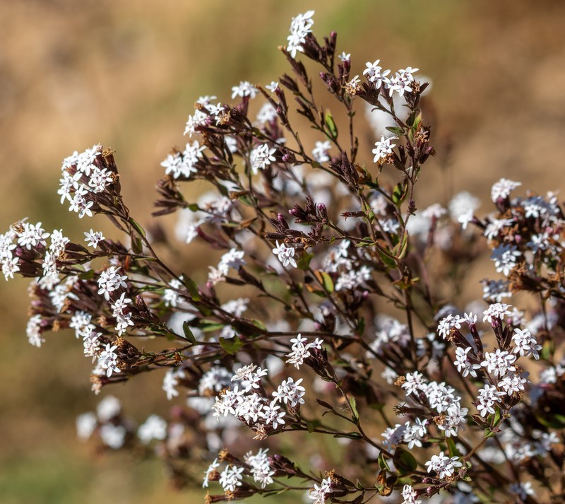Stevia cuzcoensis photo 3