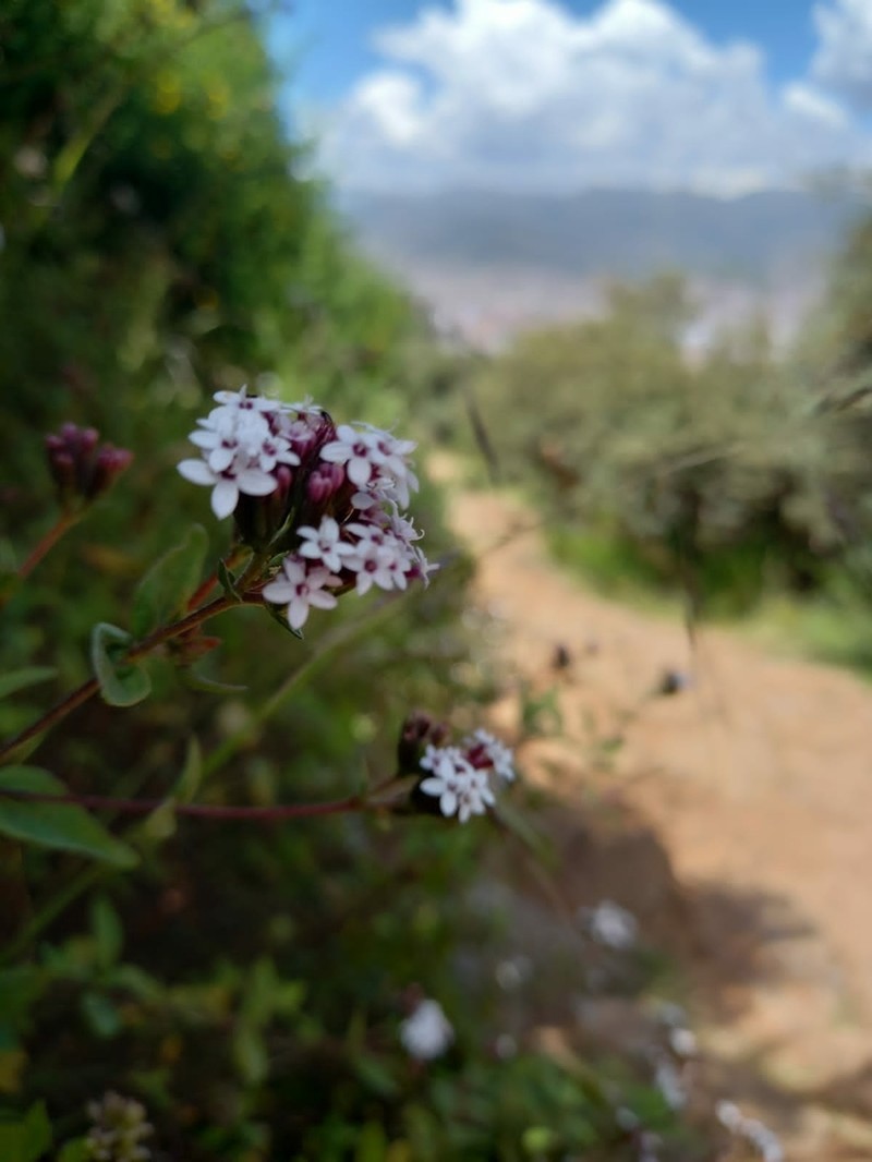 Stevia cuzcoensis photo 4