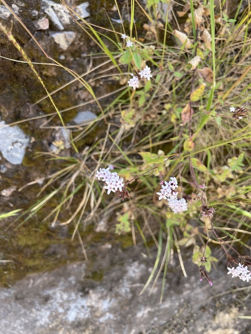Stevia cuzcoensis photo 5