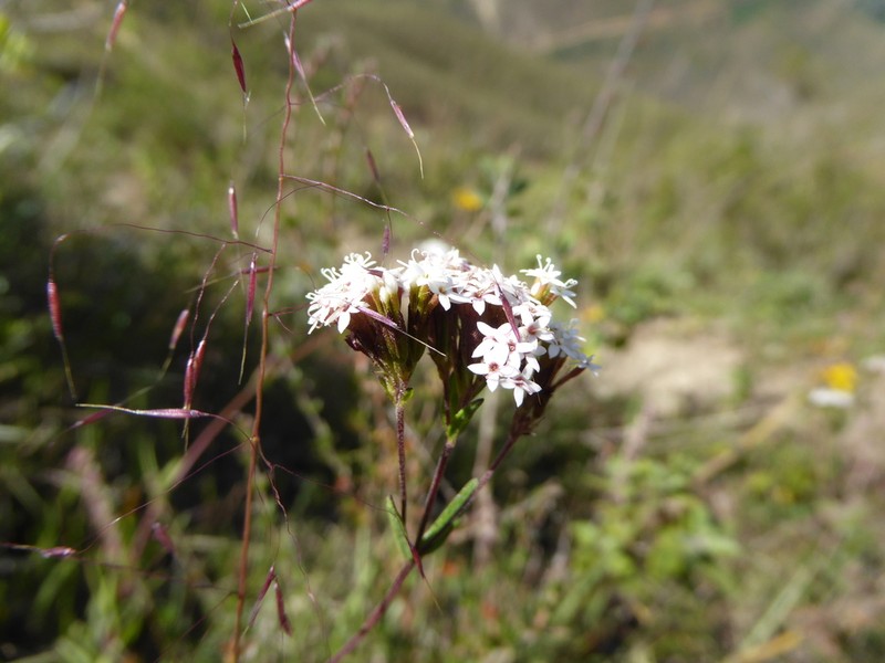 Stevia cuzcoensis photo 6