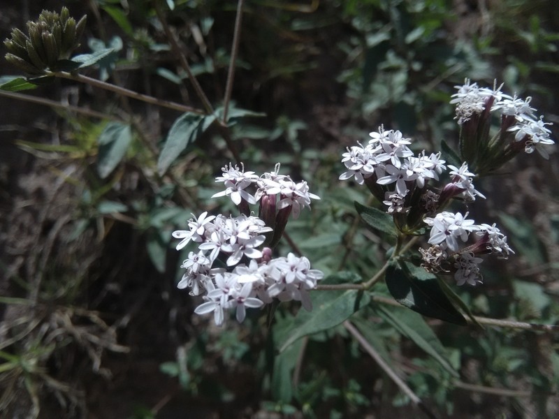 Stevia cuzcoensis photo 7