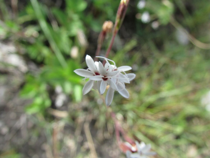 Stevia decumbens