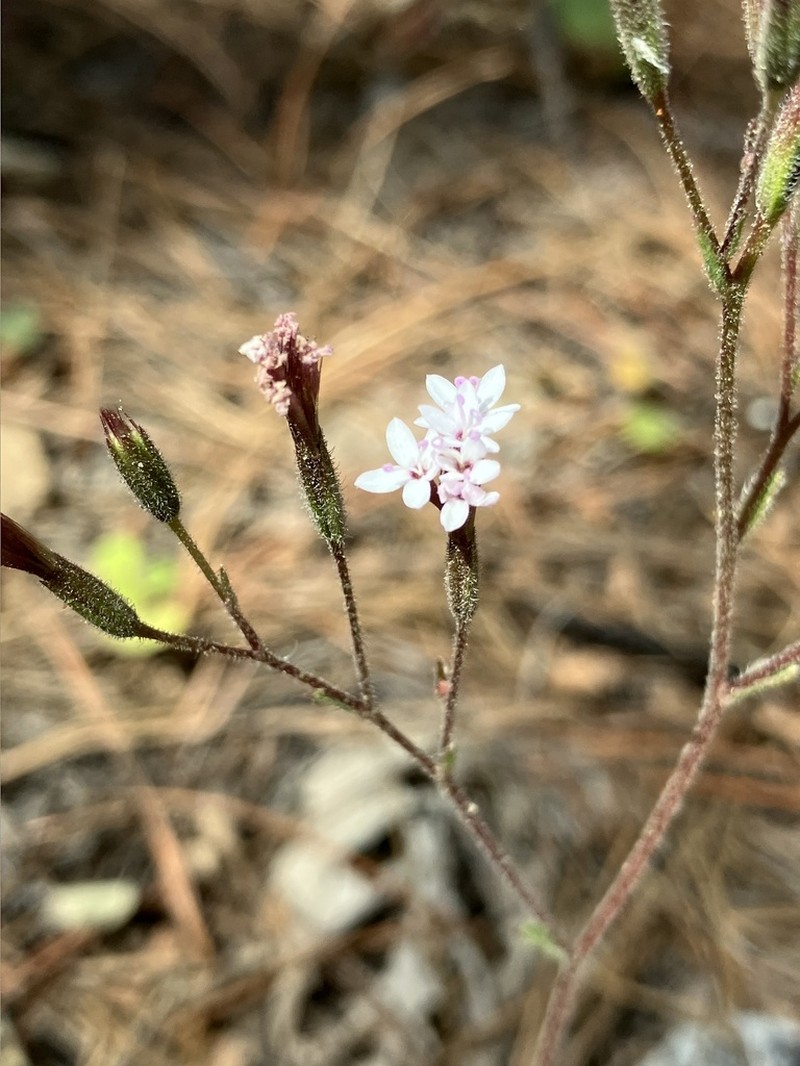 Stevia decumbens photo 2