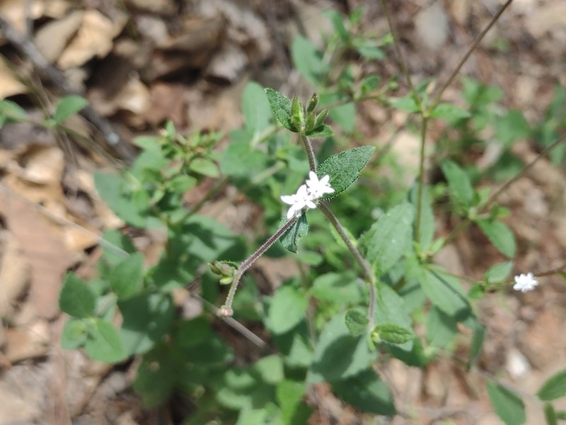 Stevia decumbens photo 3