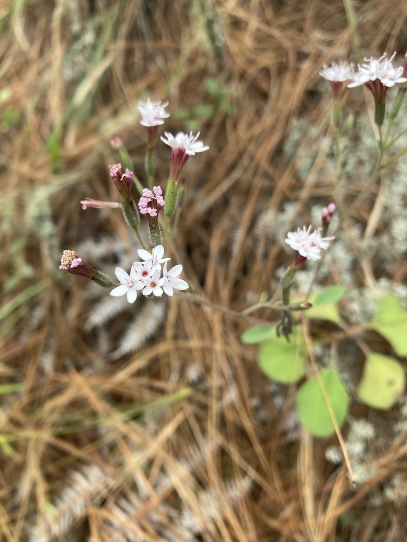 Stevia decumbens photo 4