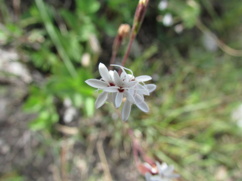 Stevia decumbens photo 5