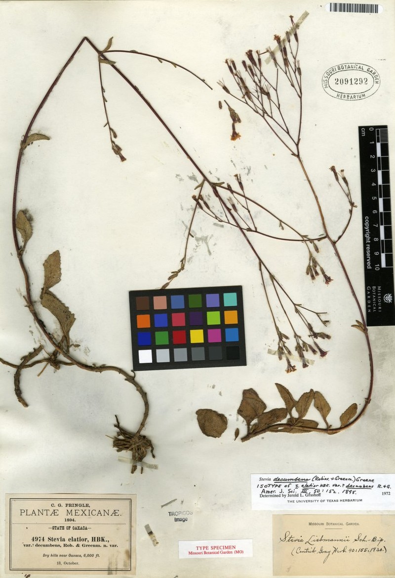 Stevia decumbens photo 6